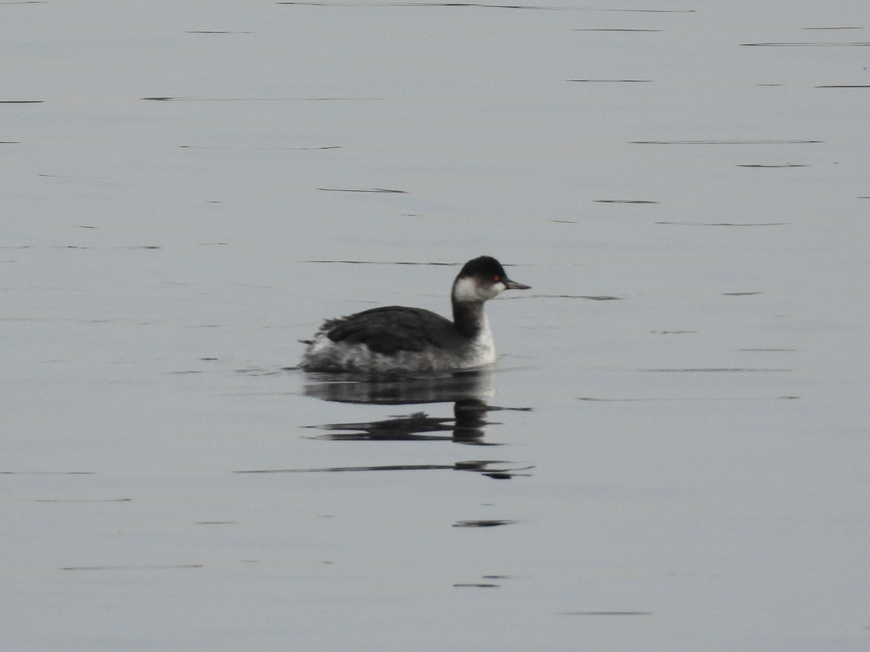 Black-necked Grebe