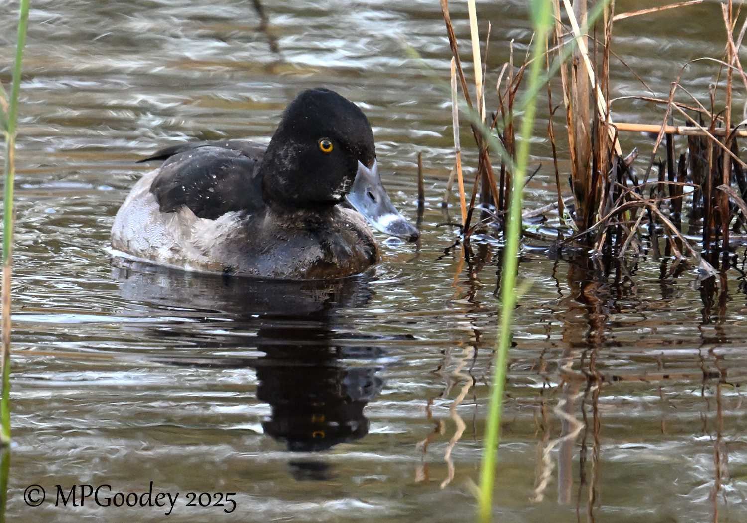 Ring-necked Duck