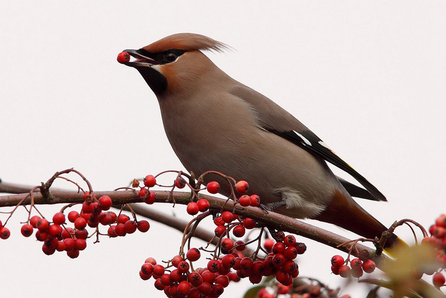 Waxwing