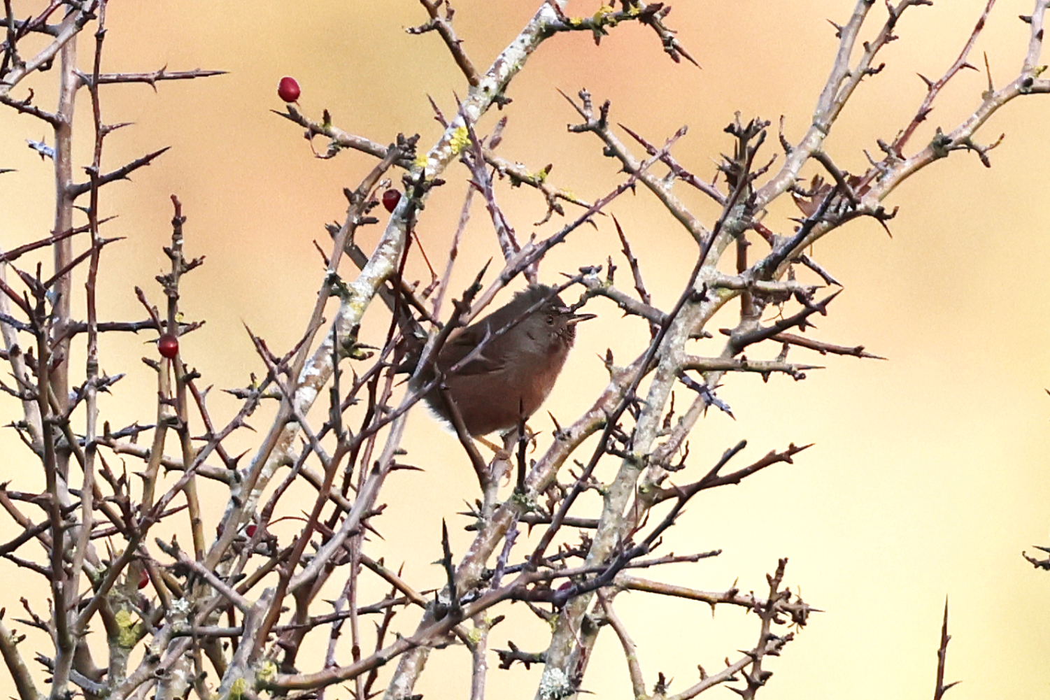 Dartford Warbler