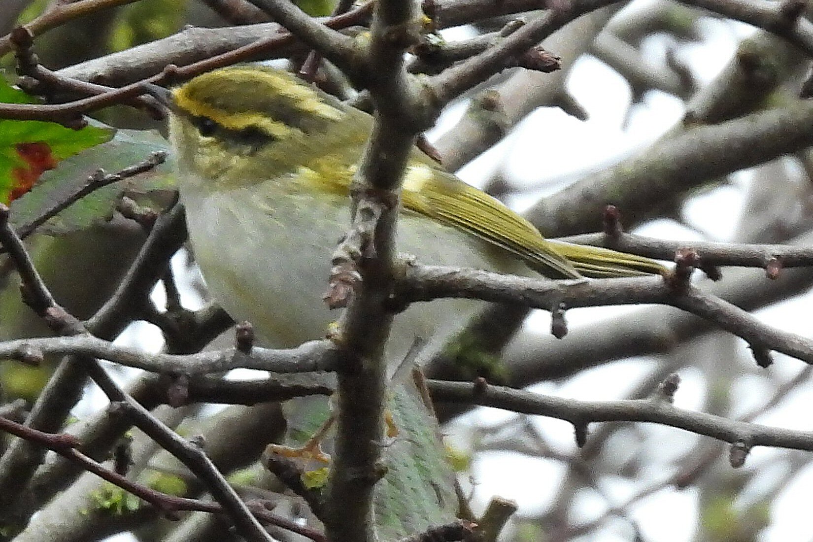 Pallas's Warbler