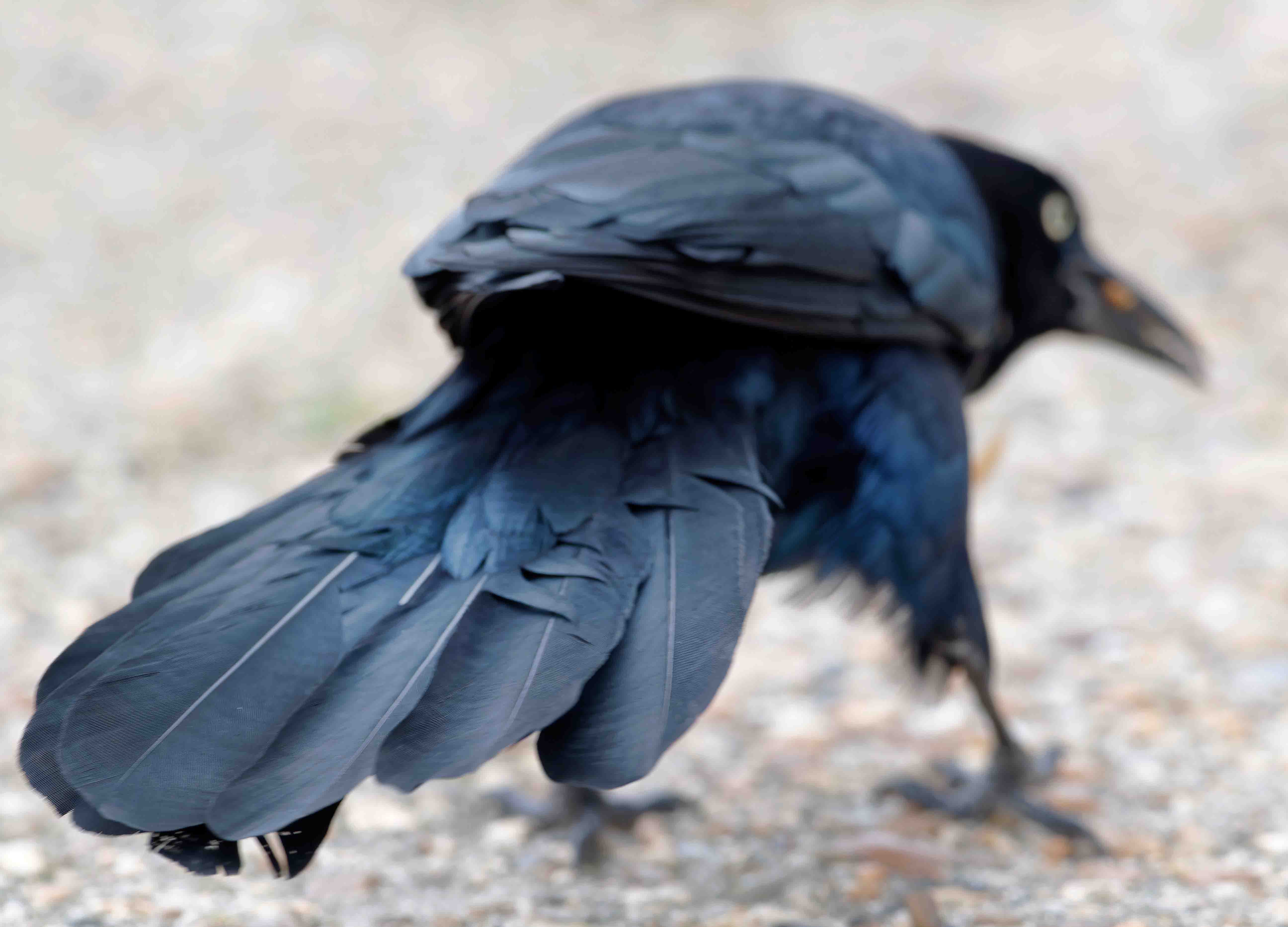 Boat-tailed Grackle