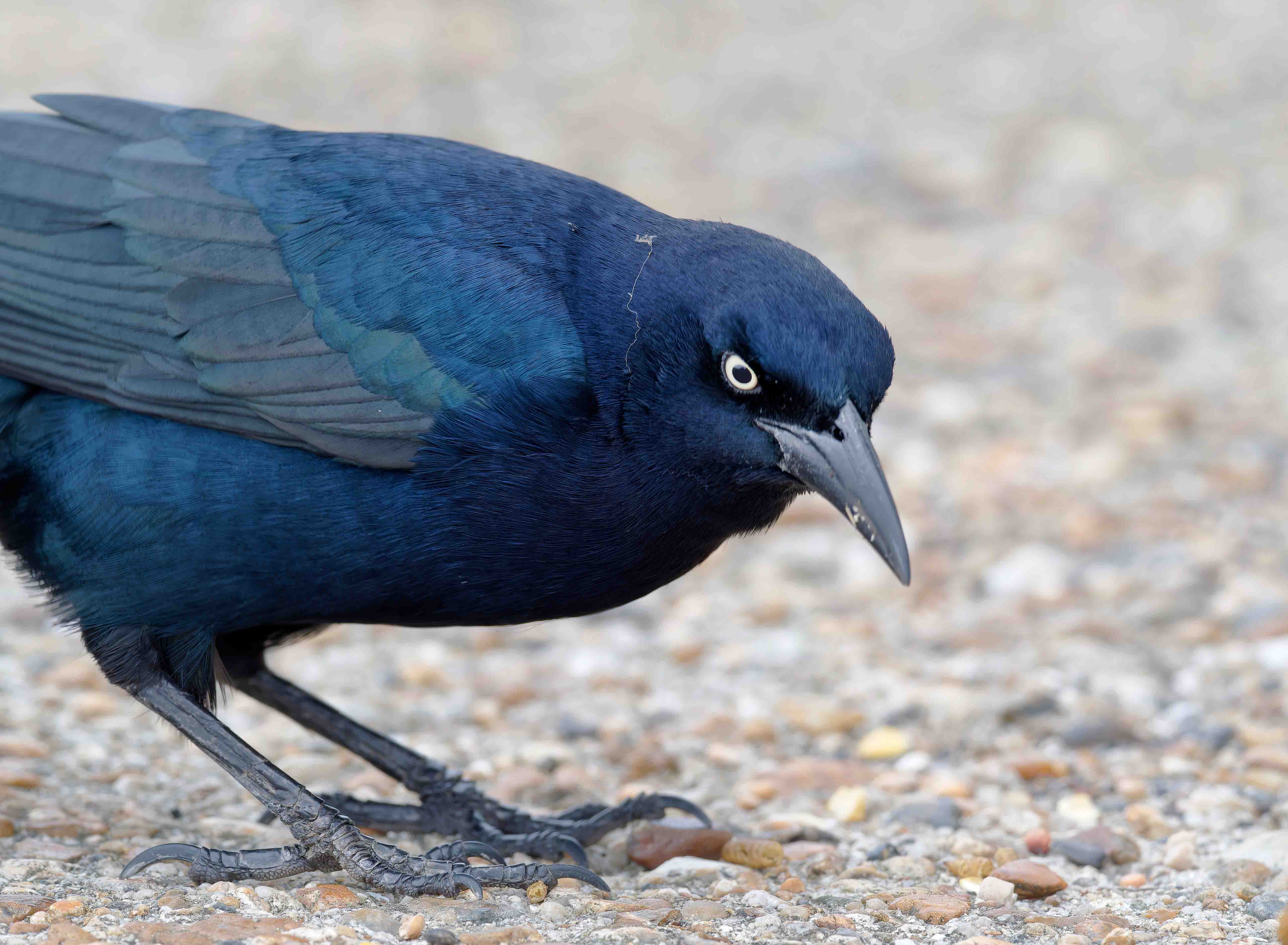 Boat-tailed Grackle