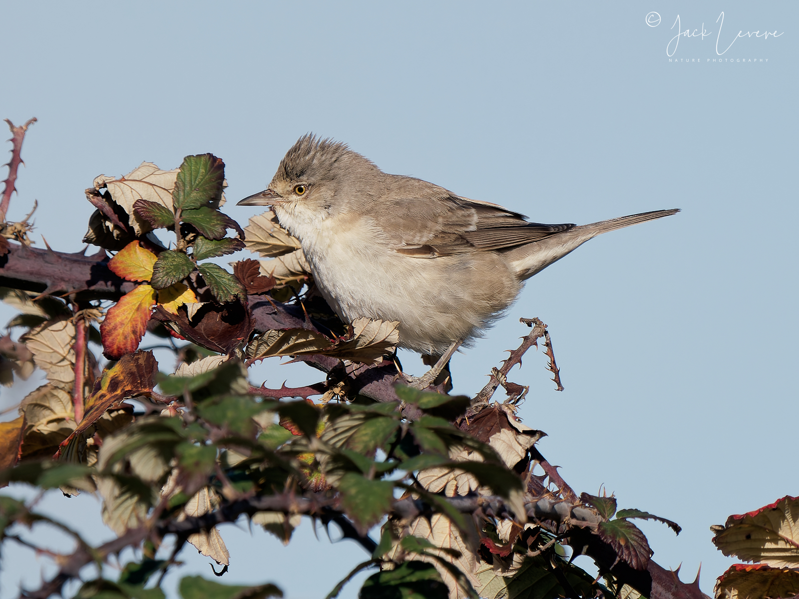 Barred Warbler [nisoria] (Curruca nisoria nisoria)