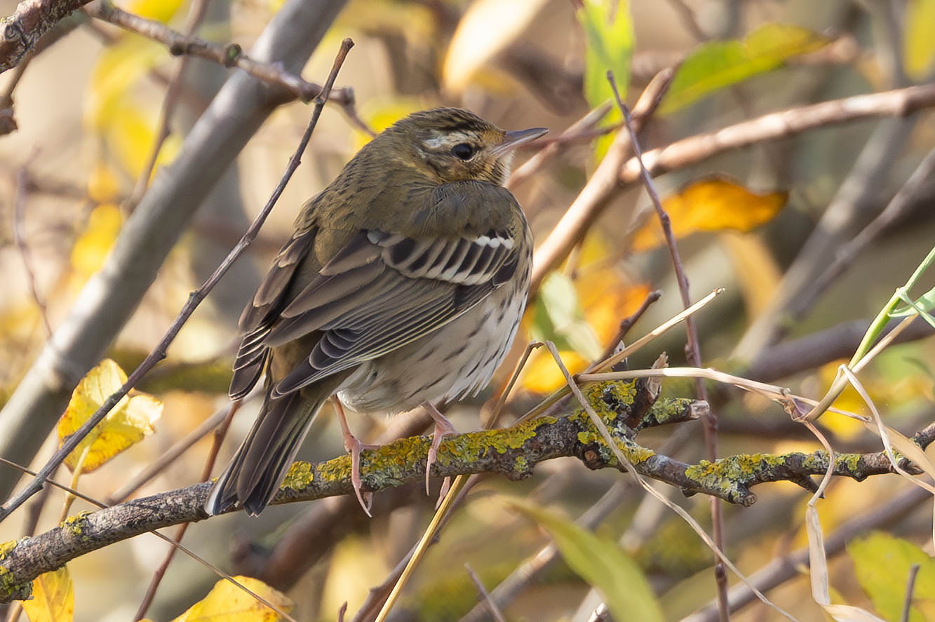 Olive-backed Pipit