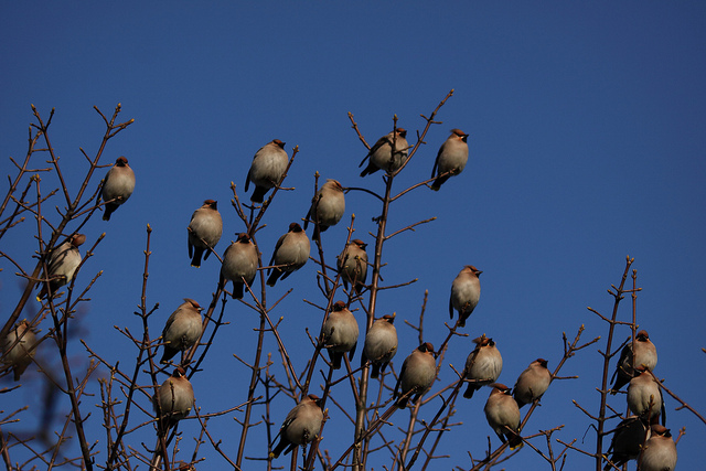 Waxwing