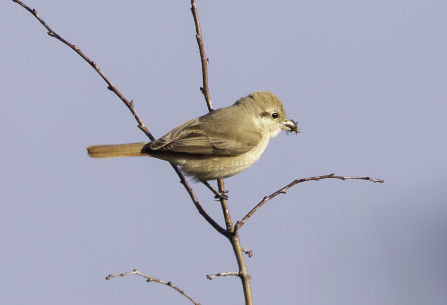 Daurian Shrike