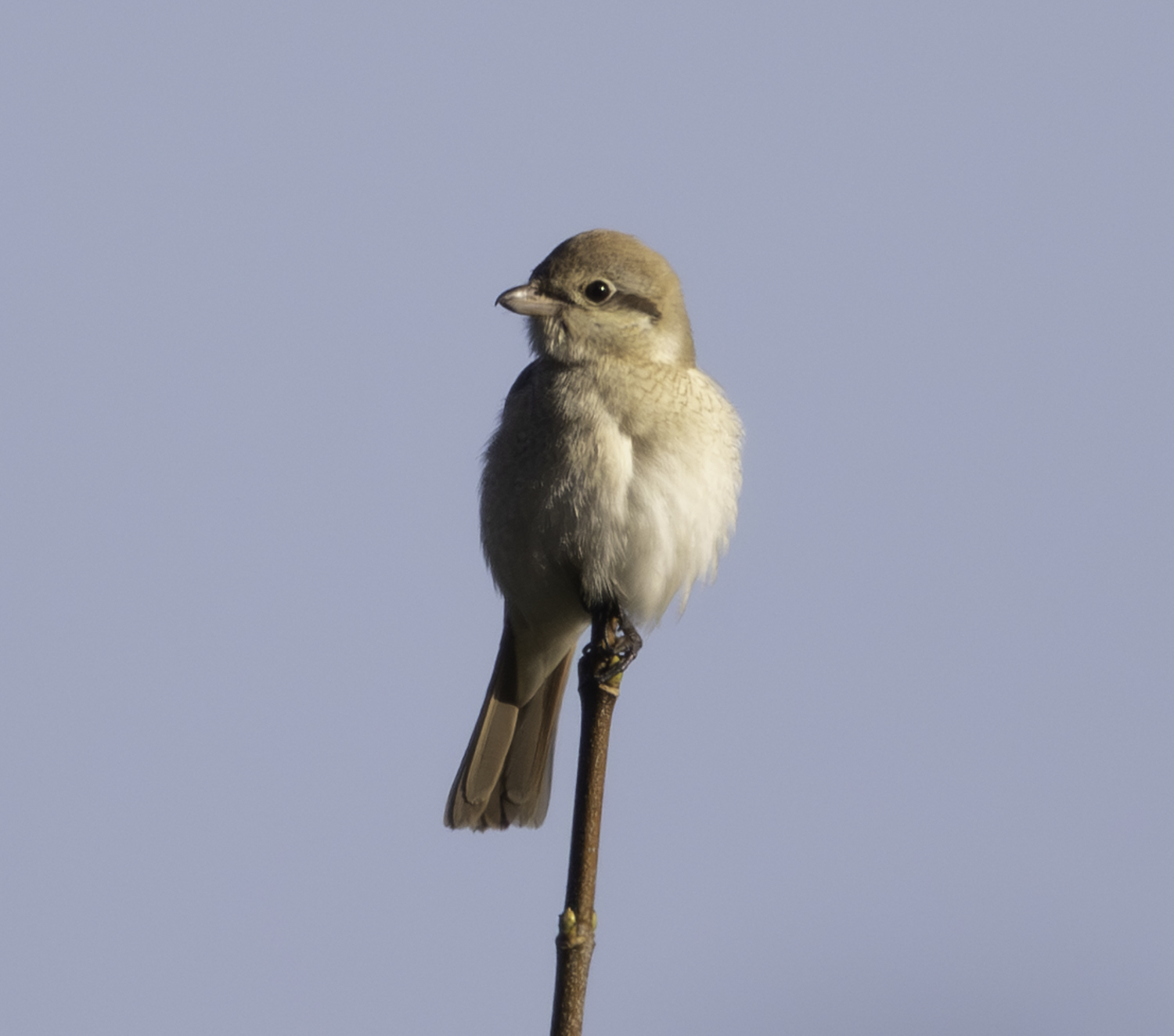 Daurian Shrike