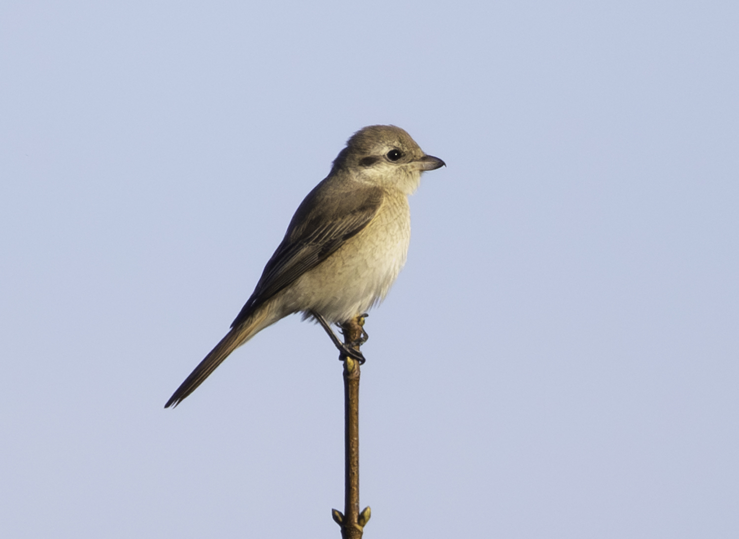 Daurian Shrike