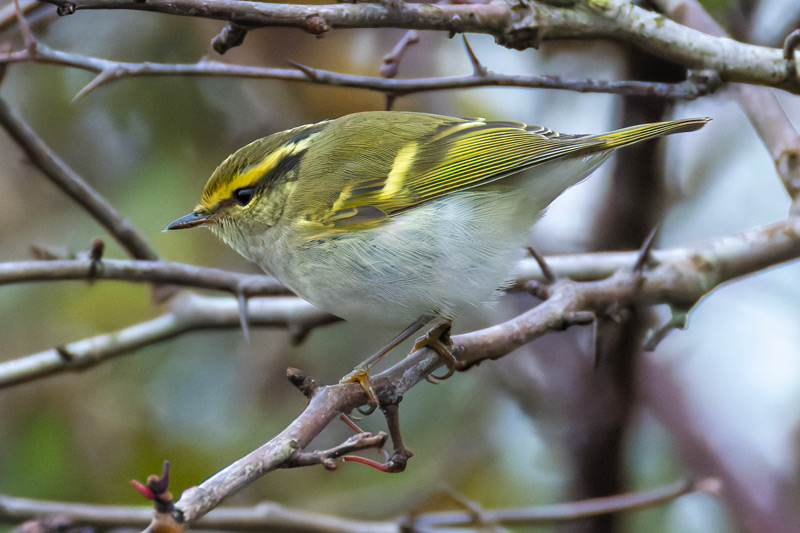 Pallas's Warbler