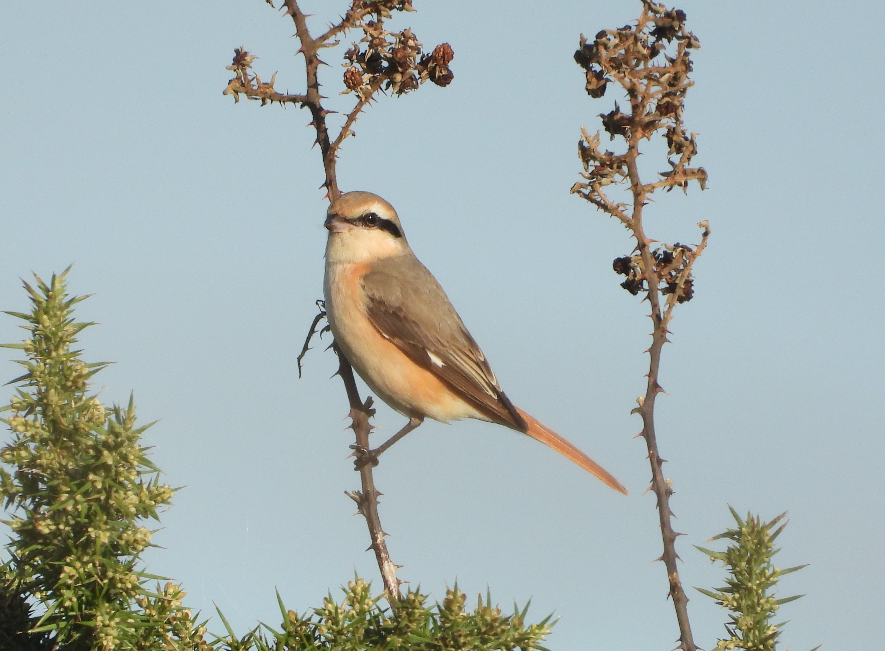 Daurian Shrike