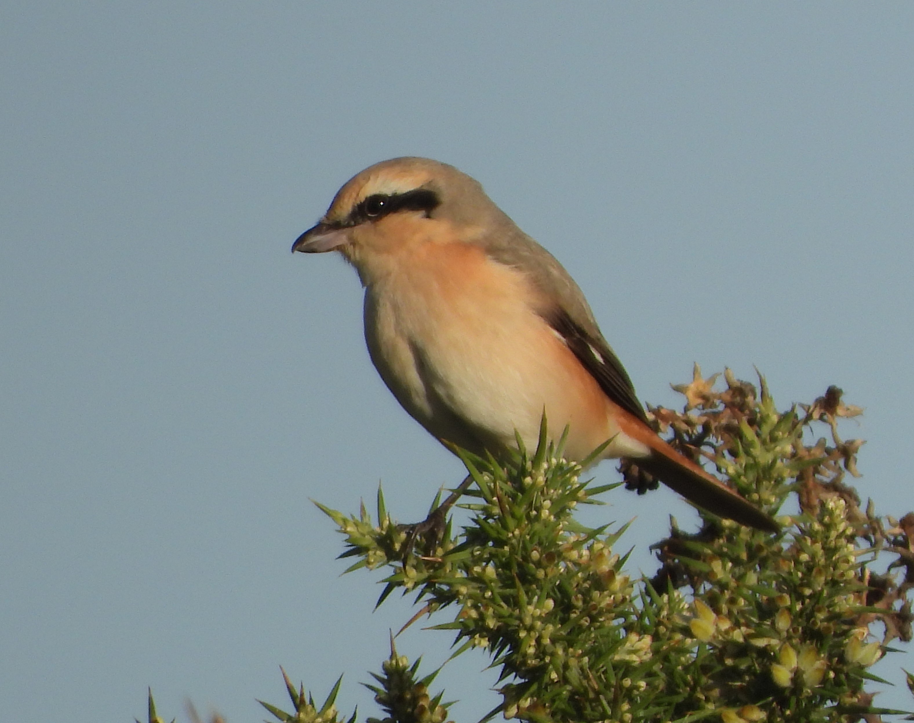 Daurian Shrike