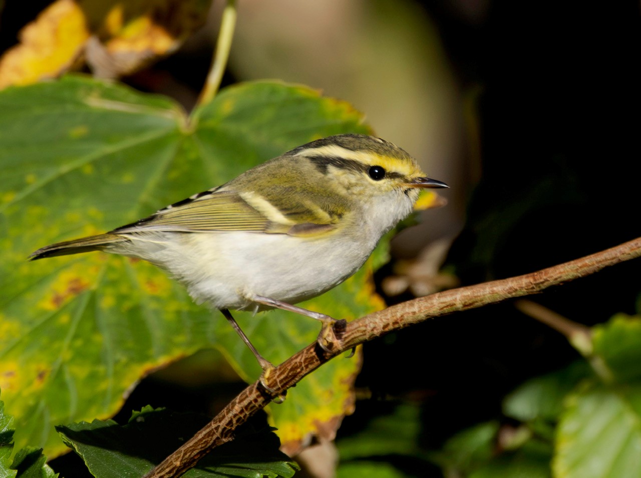 Pallas's Warbler