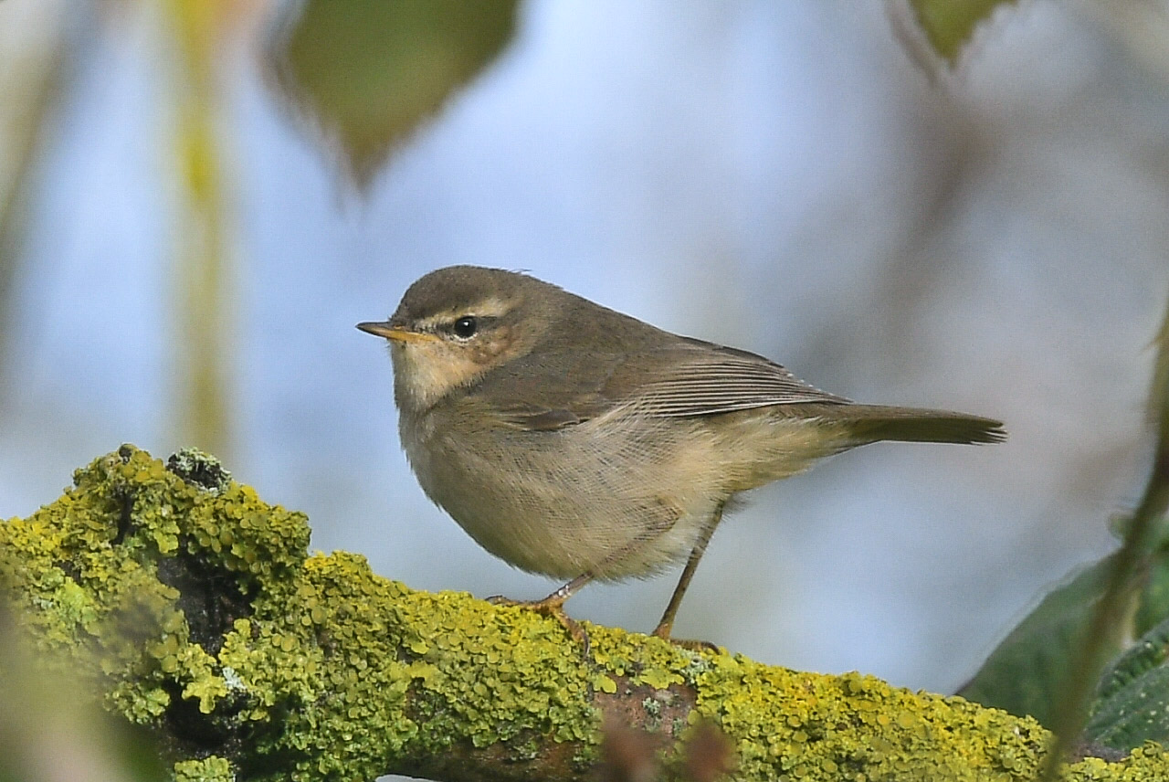 Dusky Warbler