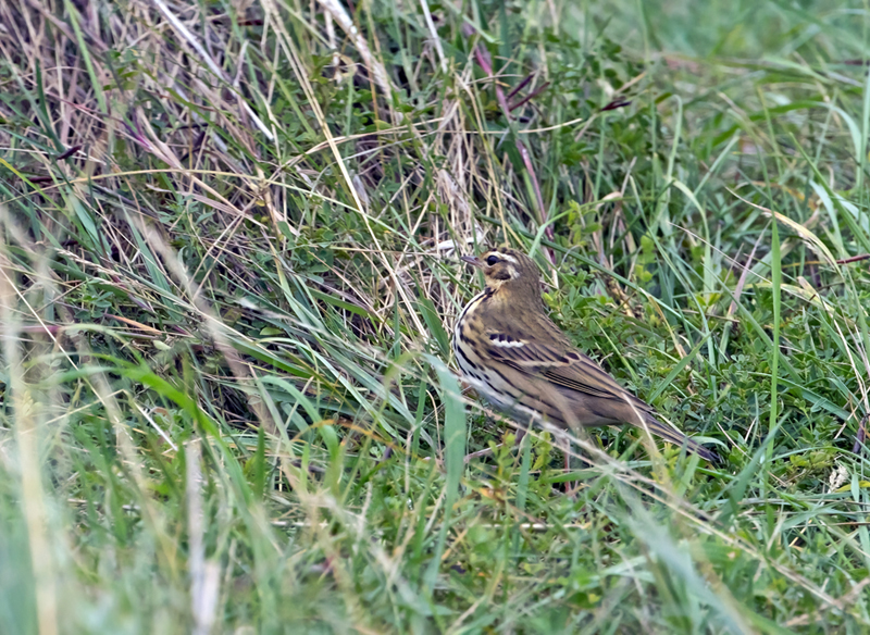 Olive-backed Pipit