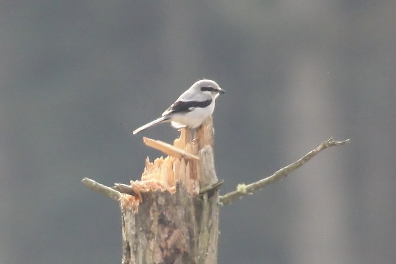 Great Grey Shrike