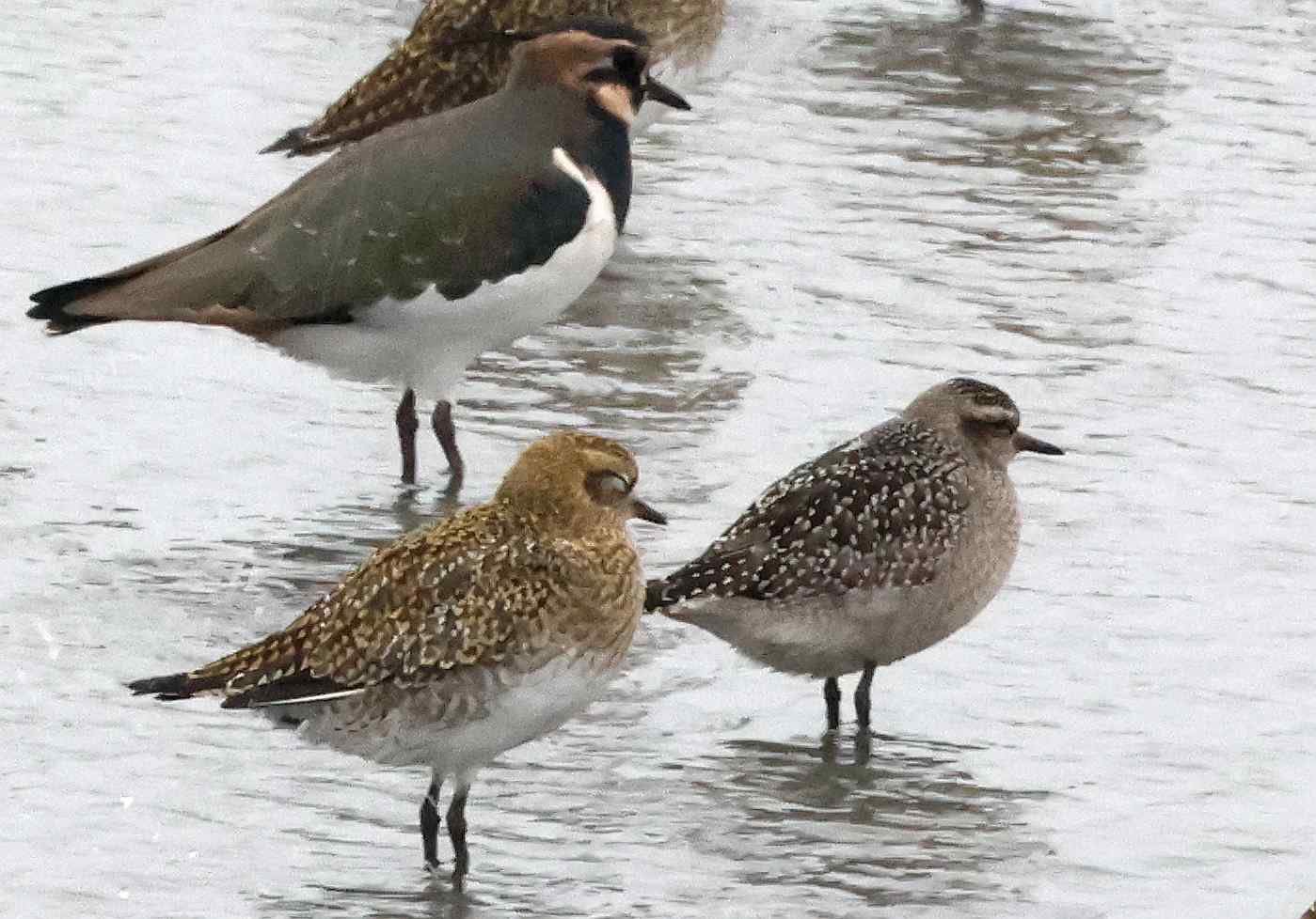 American Golden Plover