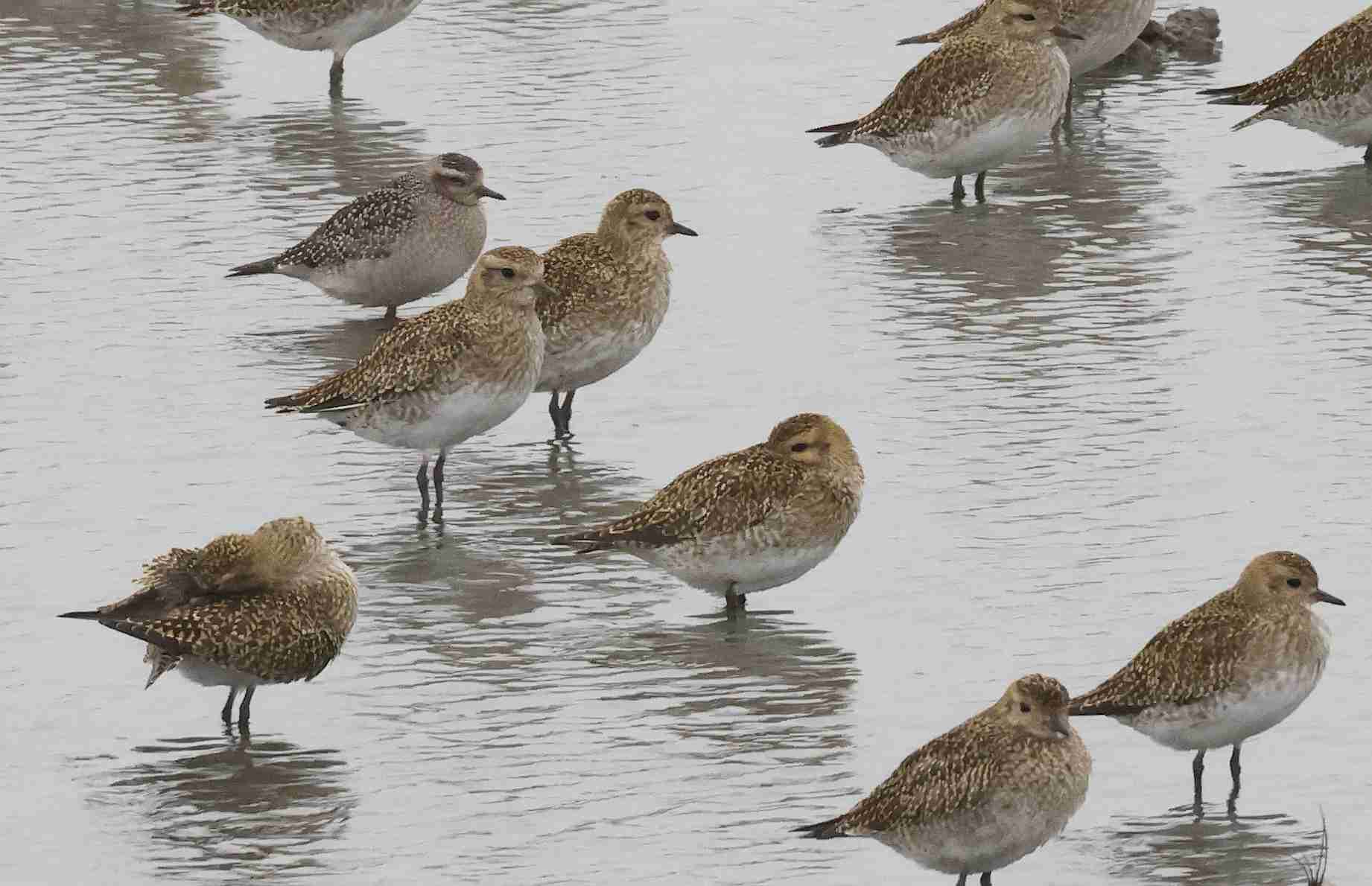 American Golden Plover