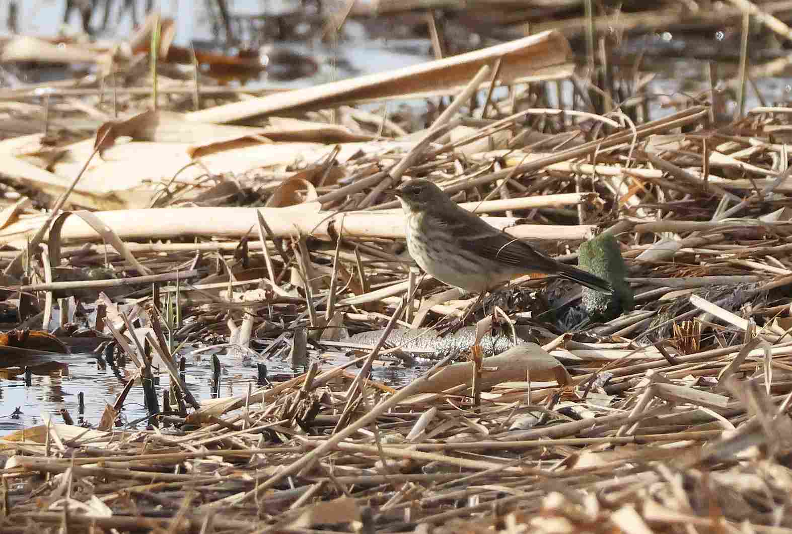Water Pipit