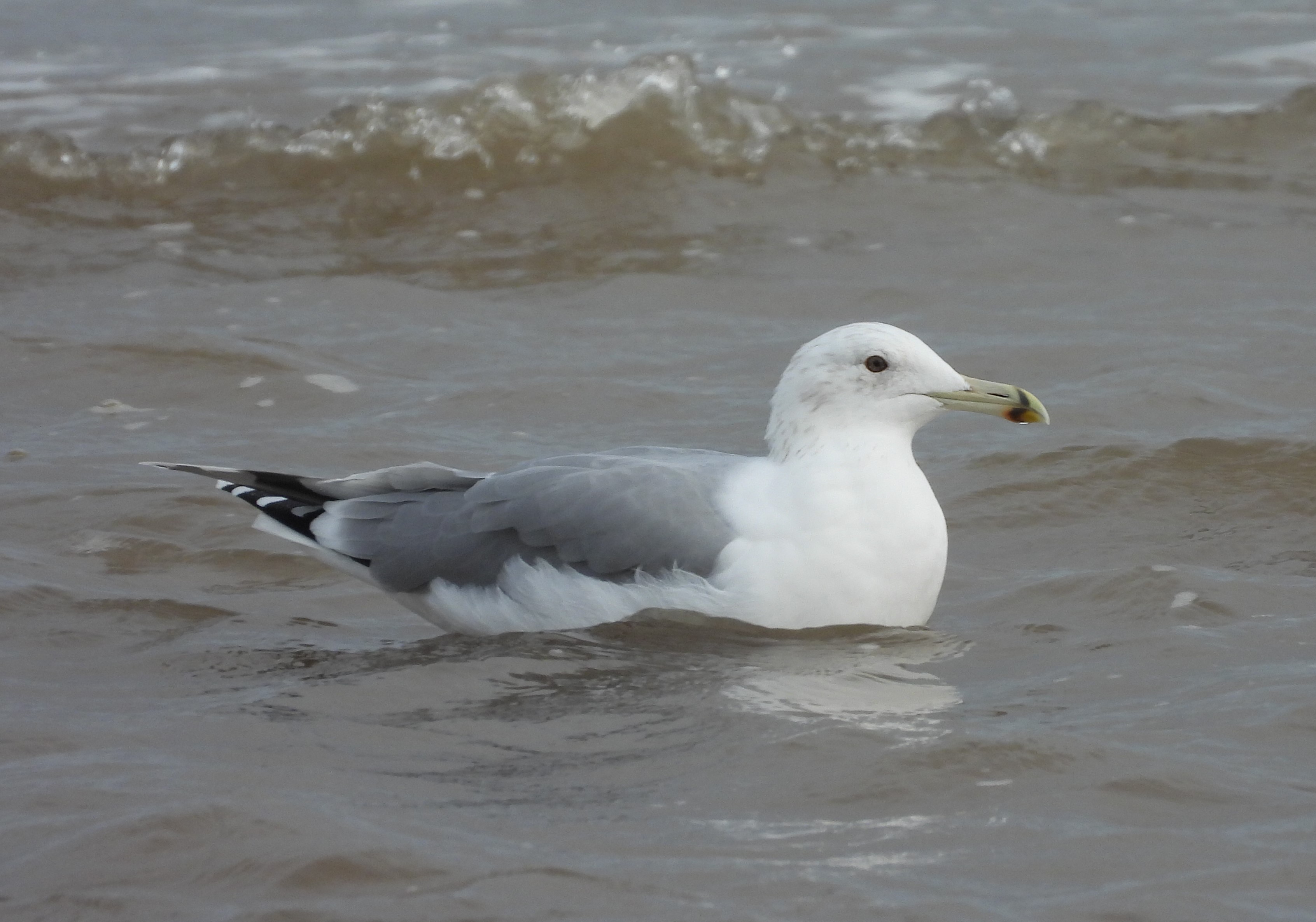 Caspian Gull