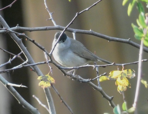 Blackcap