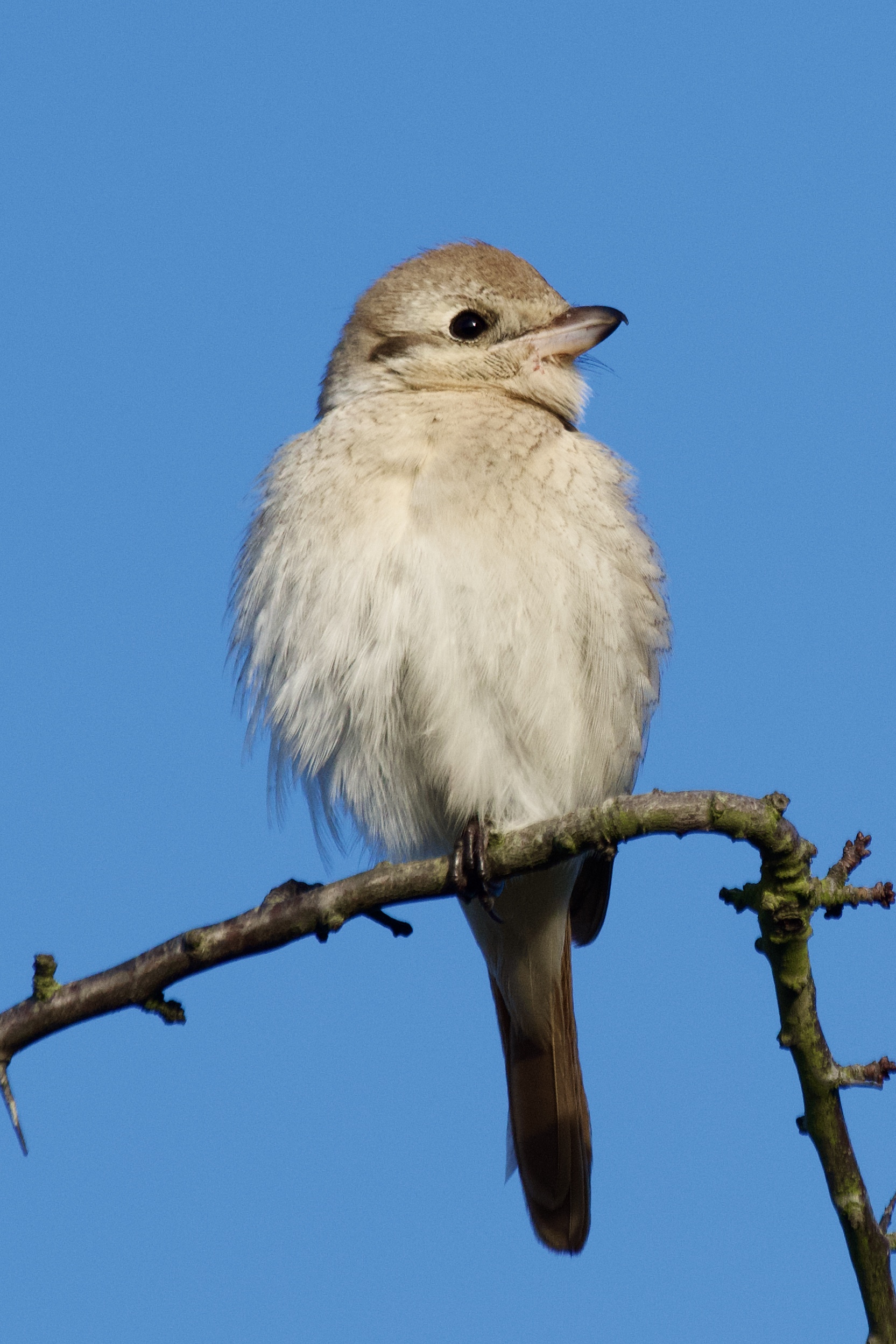 Daurian Shrike