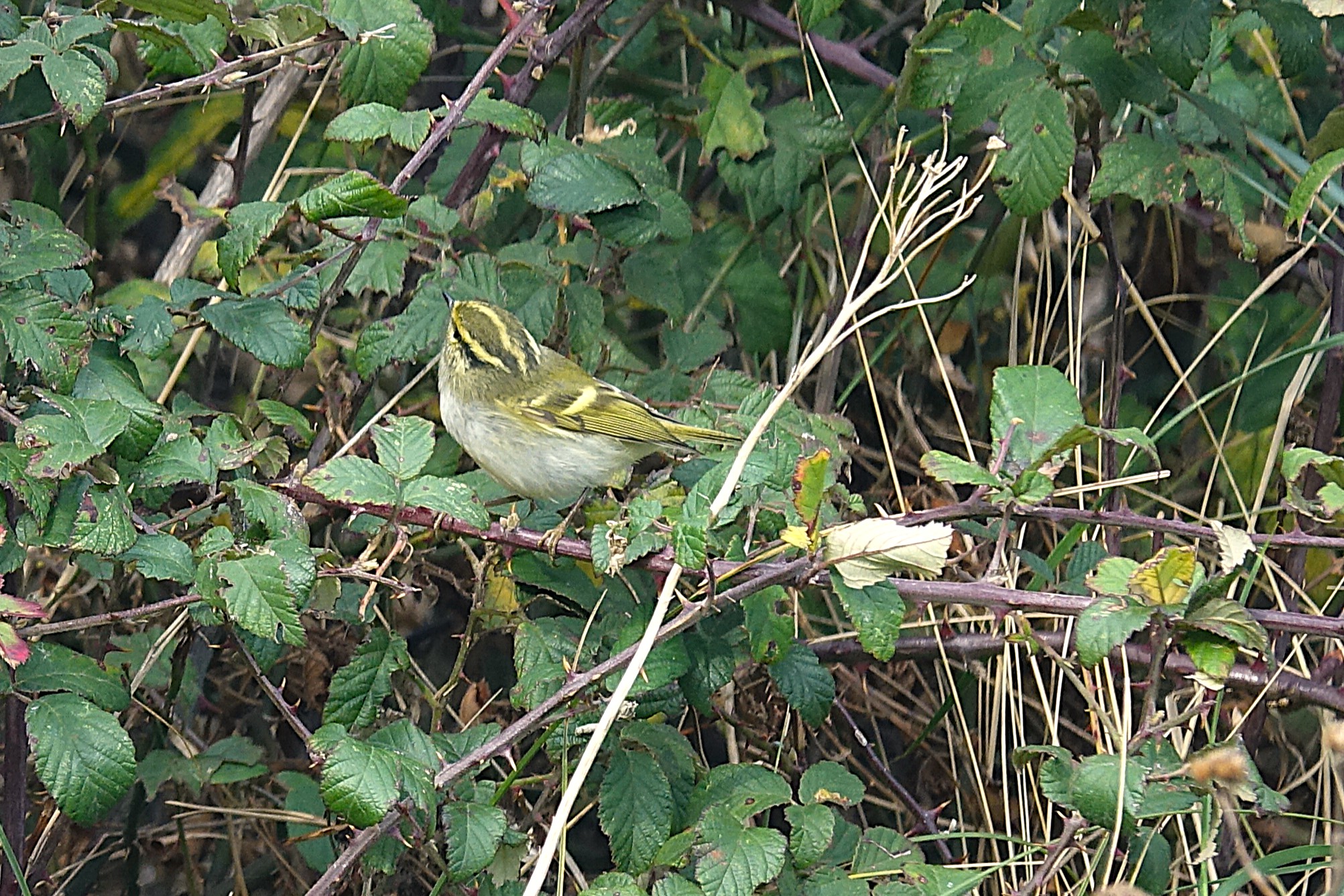 Pallas's Warbler