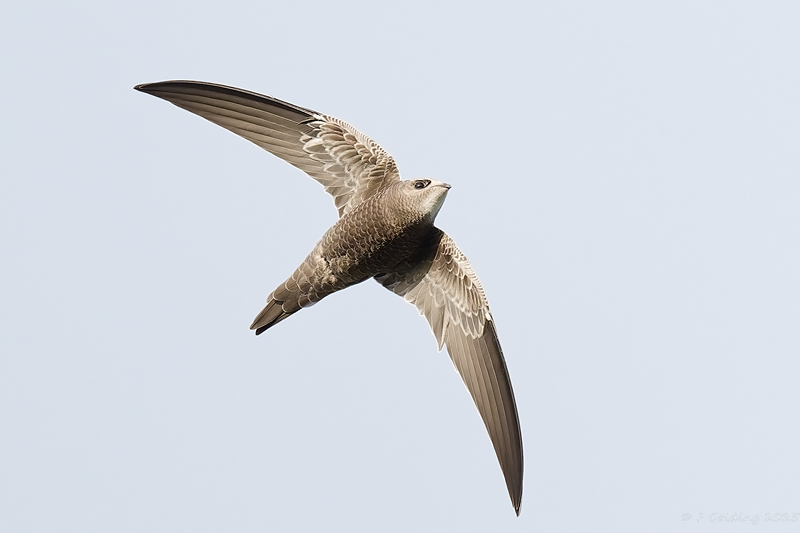 Pallid Swift