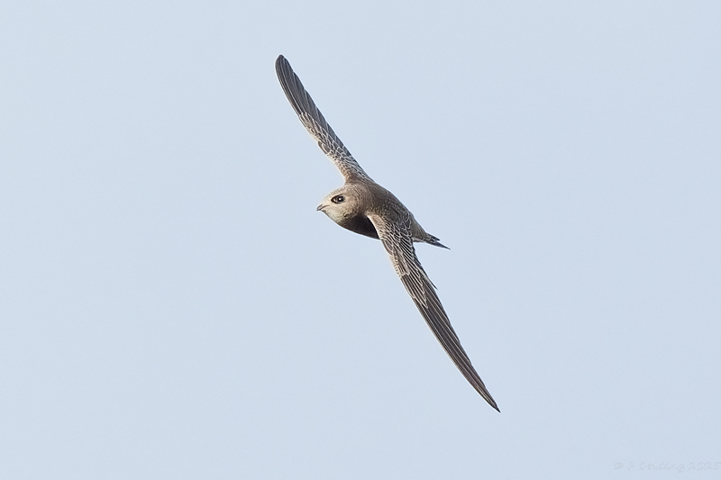 Pallid Swift
