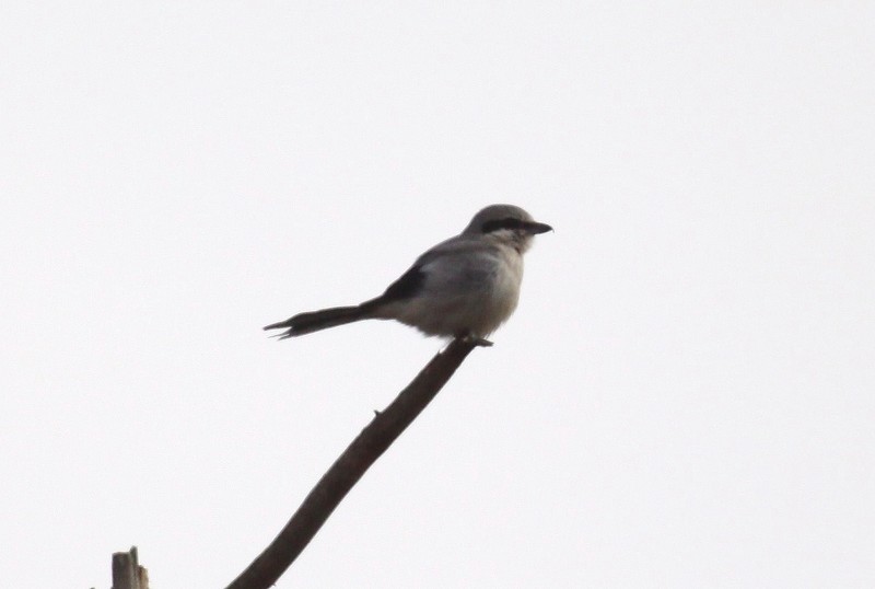 Great Grey Shrike
