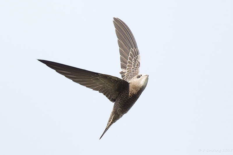 Pallid Swift