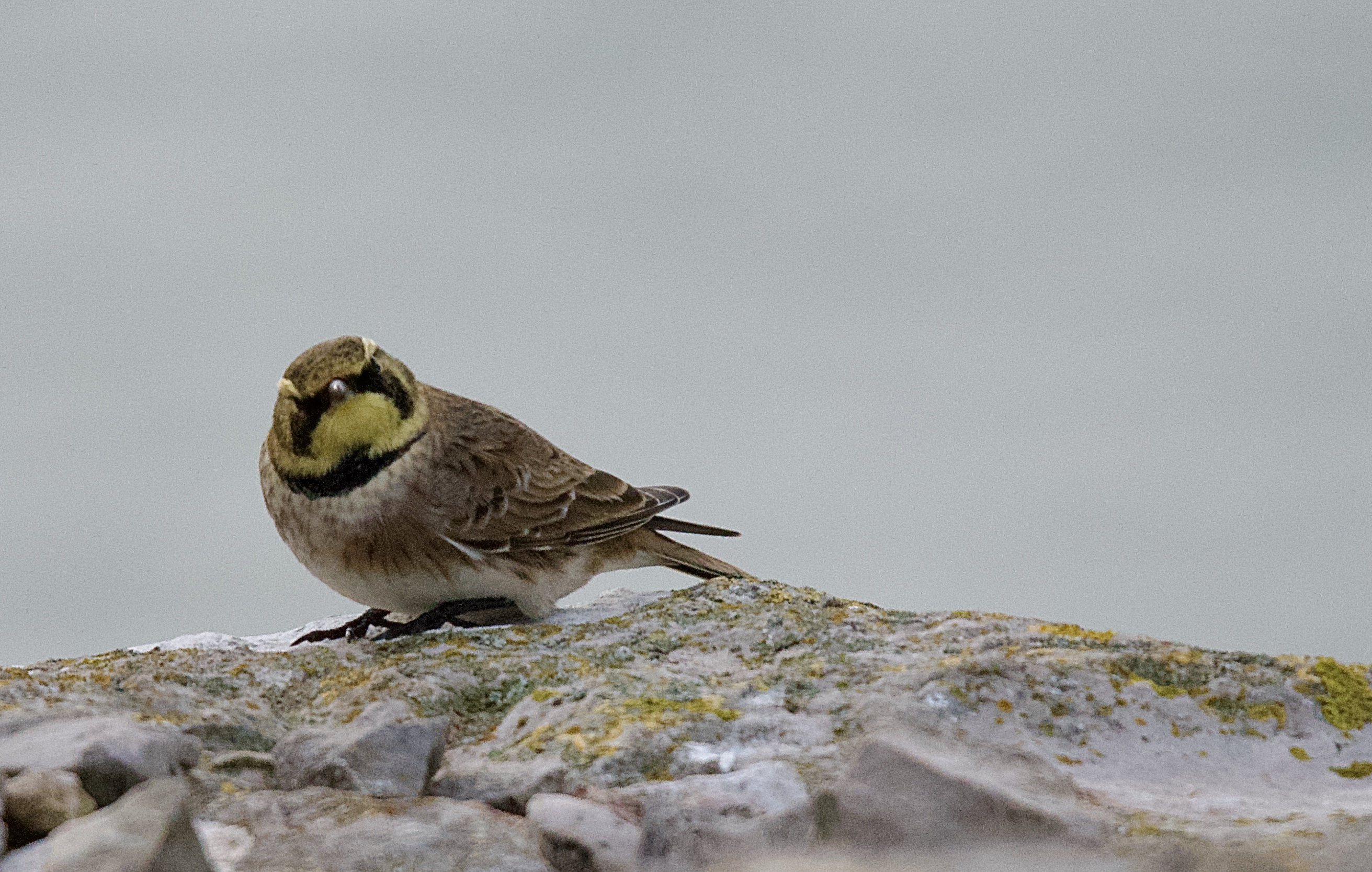 Shorelark