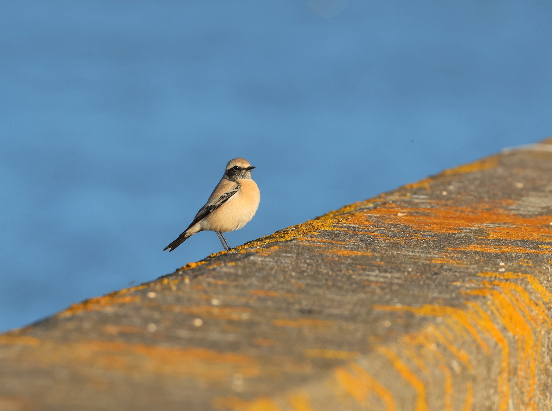 Desert Wheatear