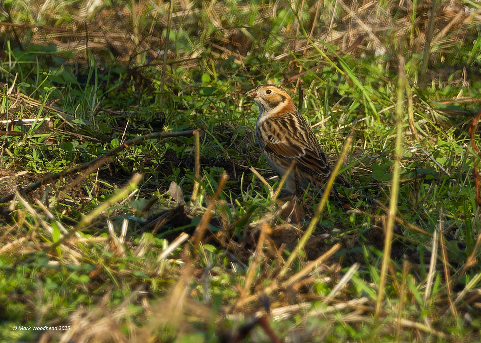 Lapland Bunting