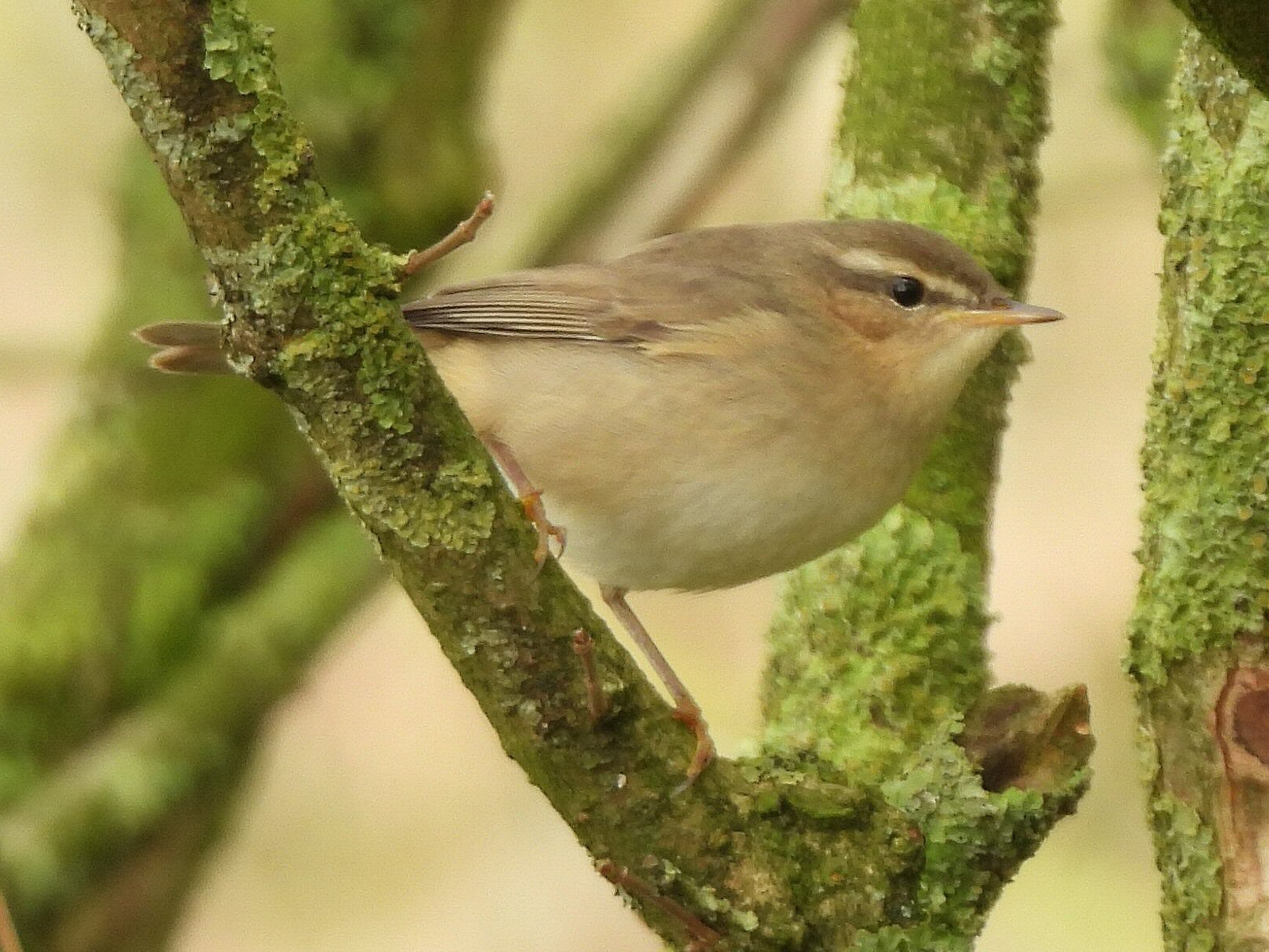 Dusky Warbler