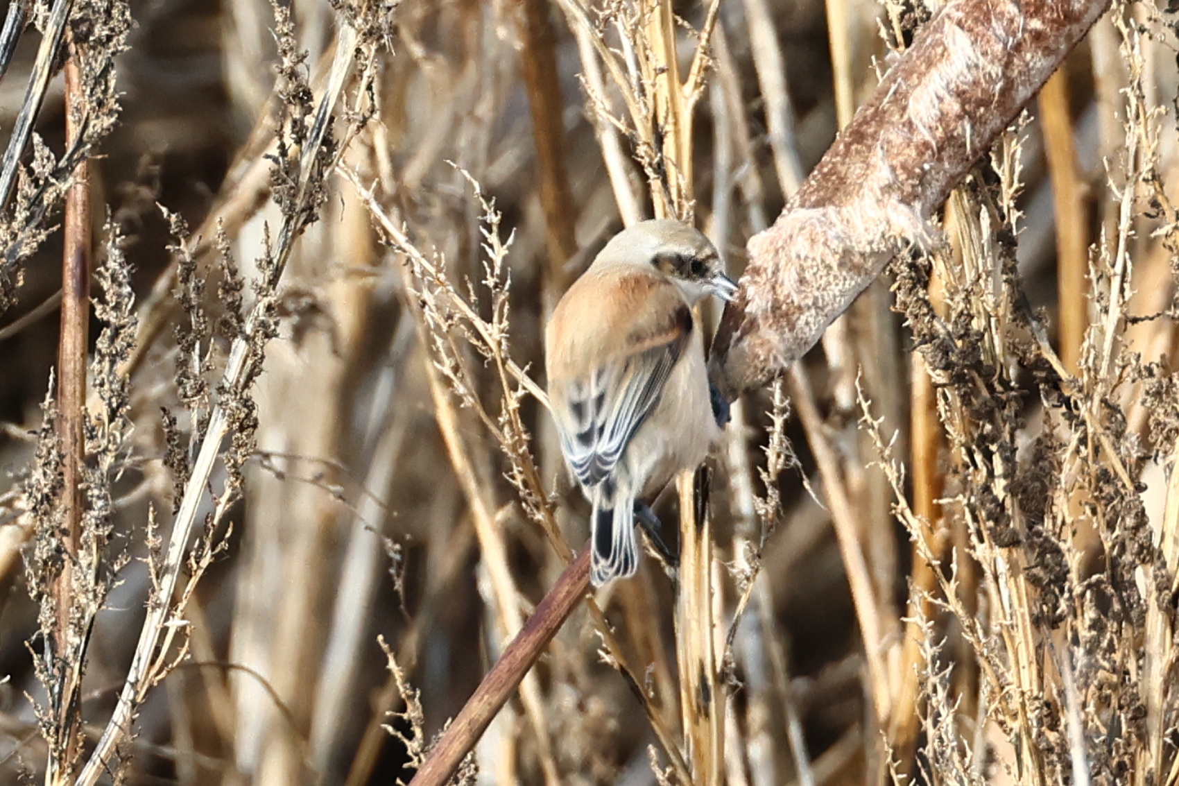Penduline Tit