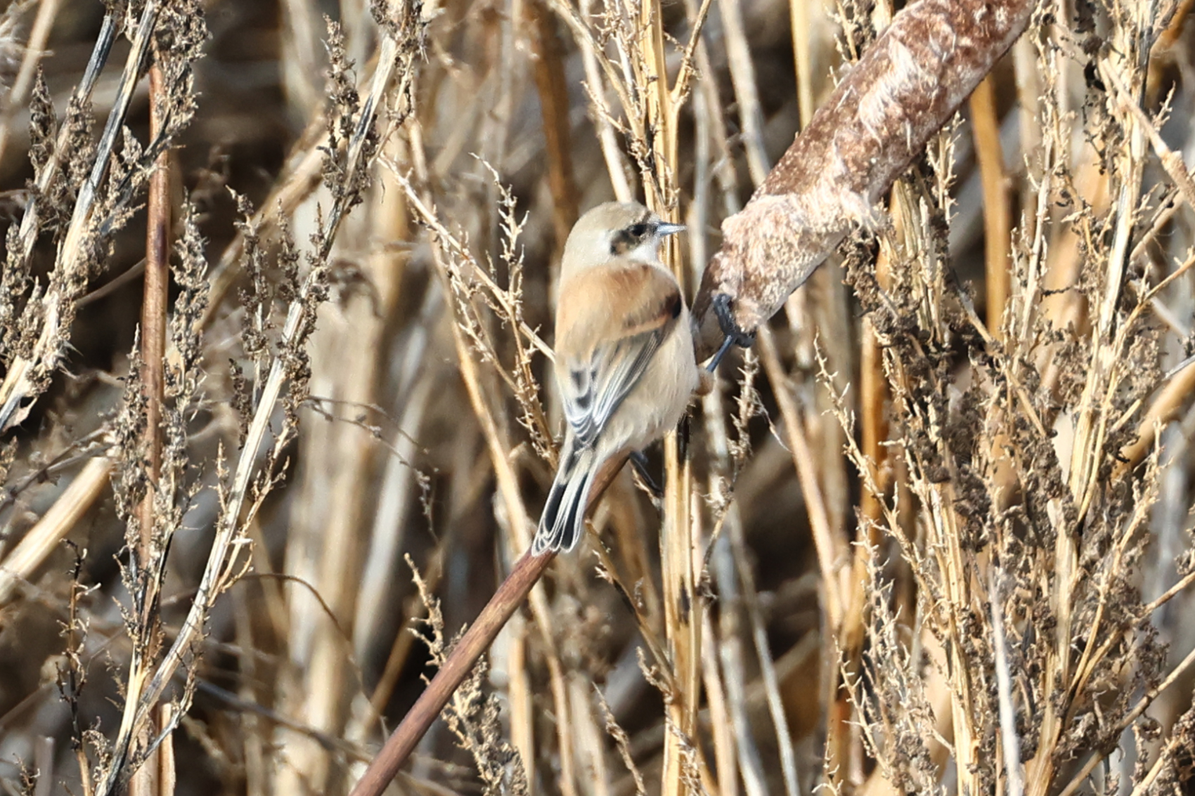 Penduline Tit
