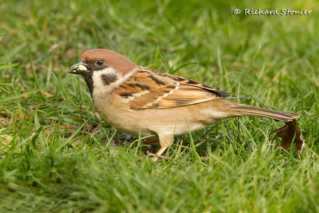 Tree Sparrow