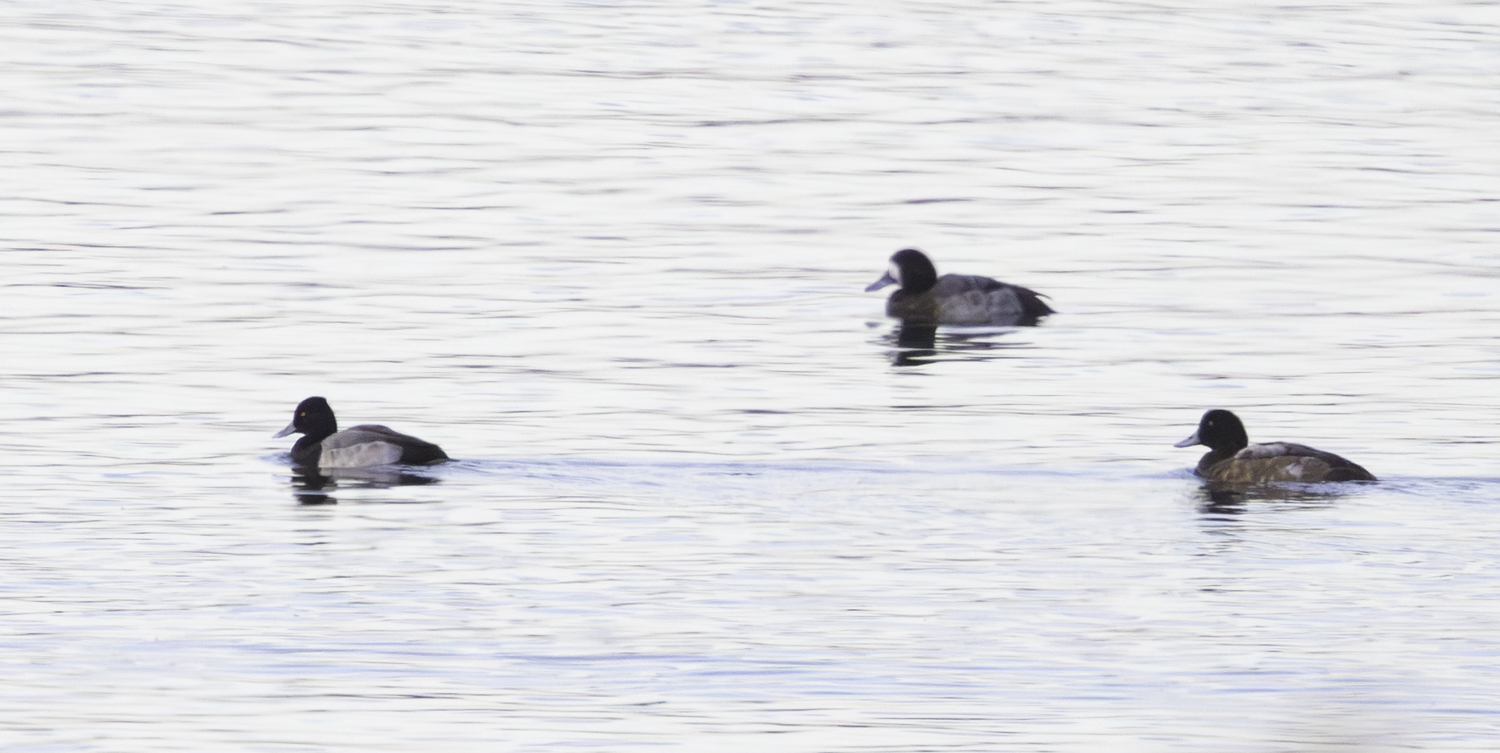 Lesser Scaup