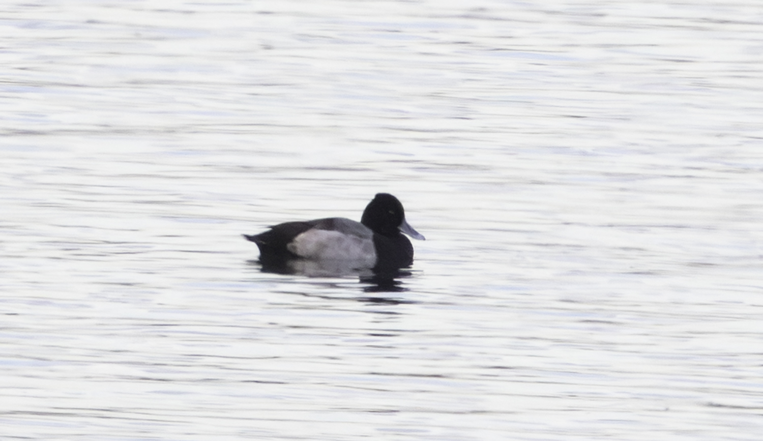 Lesser Scaup
