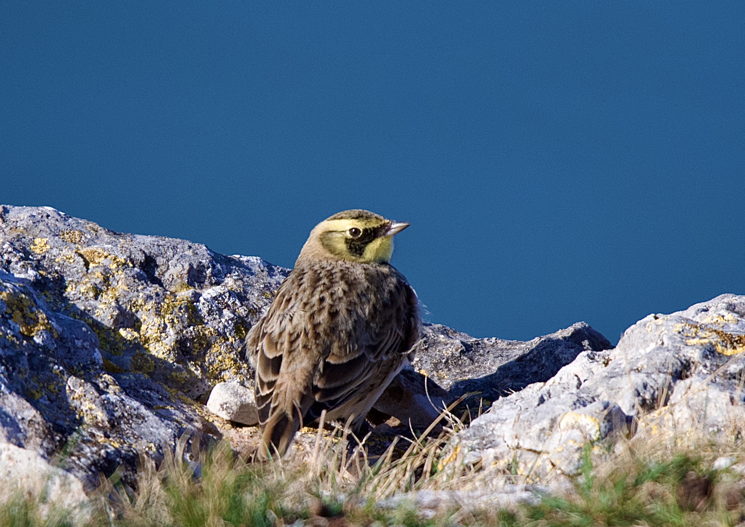 Shorelark