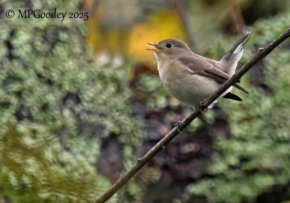Red-breasted Flycatcher