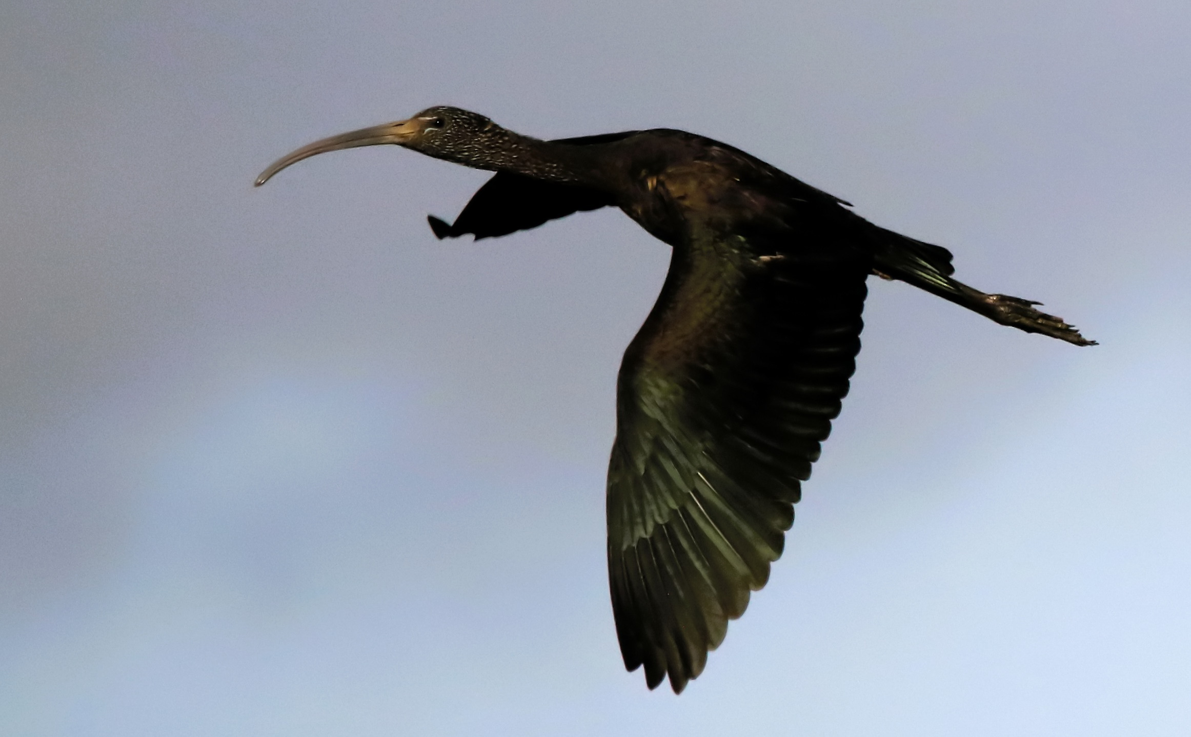 Glossy Ibis