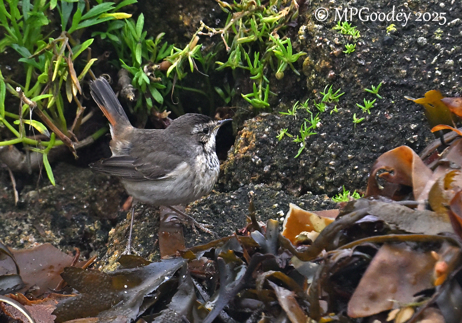 Bluethroat