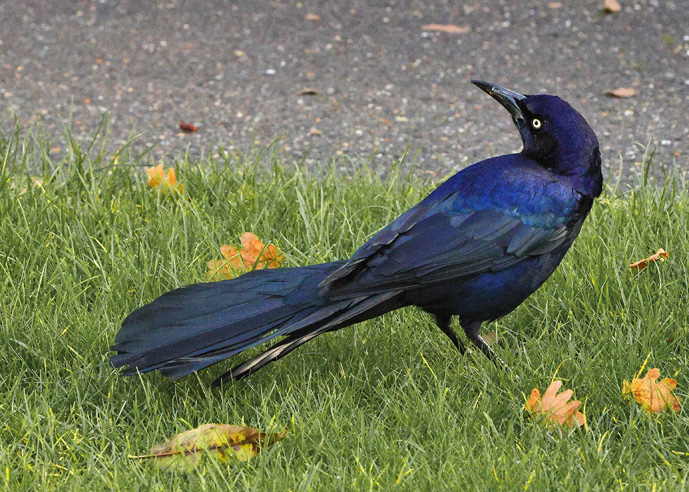Boat-tailed Grackle