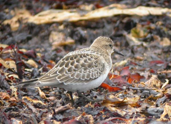 Baird's Sandpiper