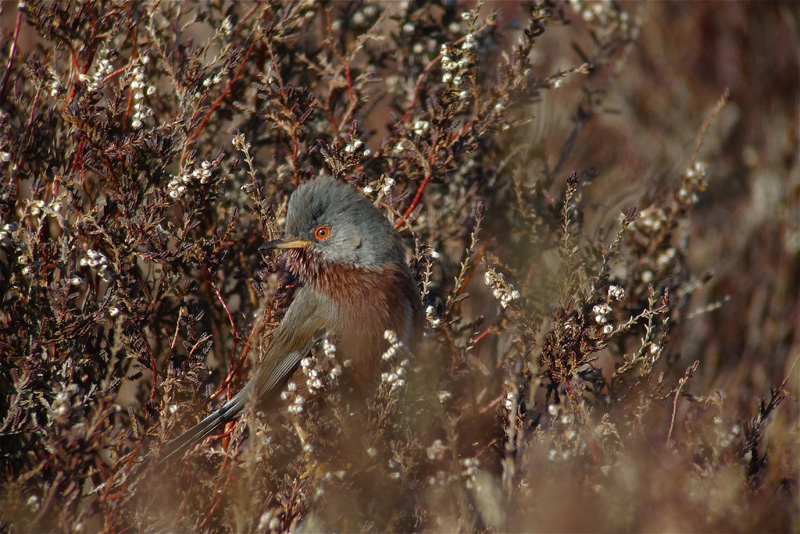 Dartford Warbler