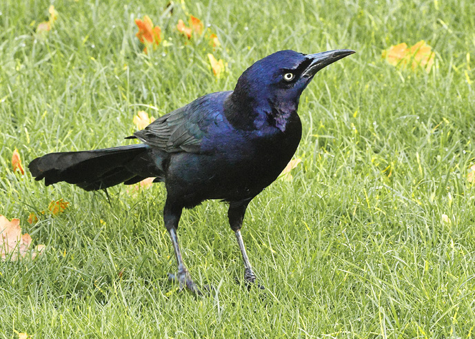 Boat-tailed Grackle
