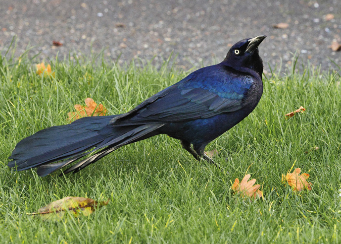 Boat-tailed Grackle
