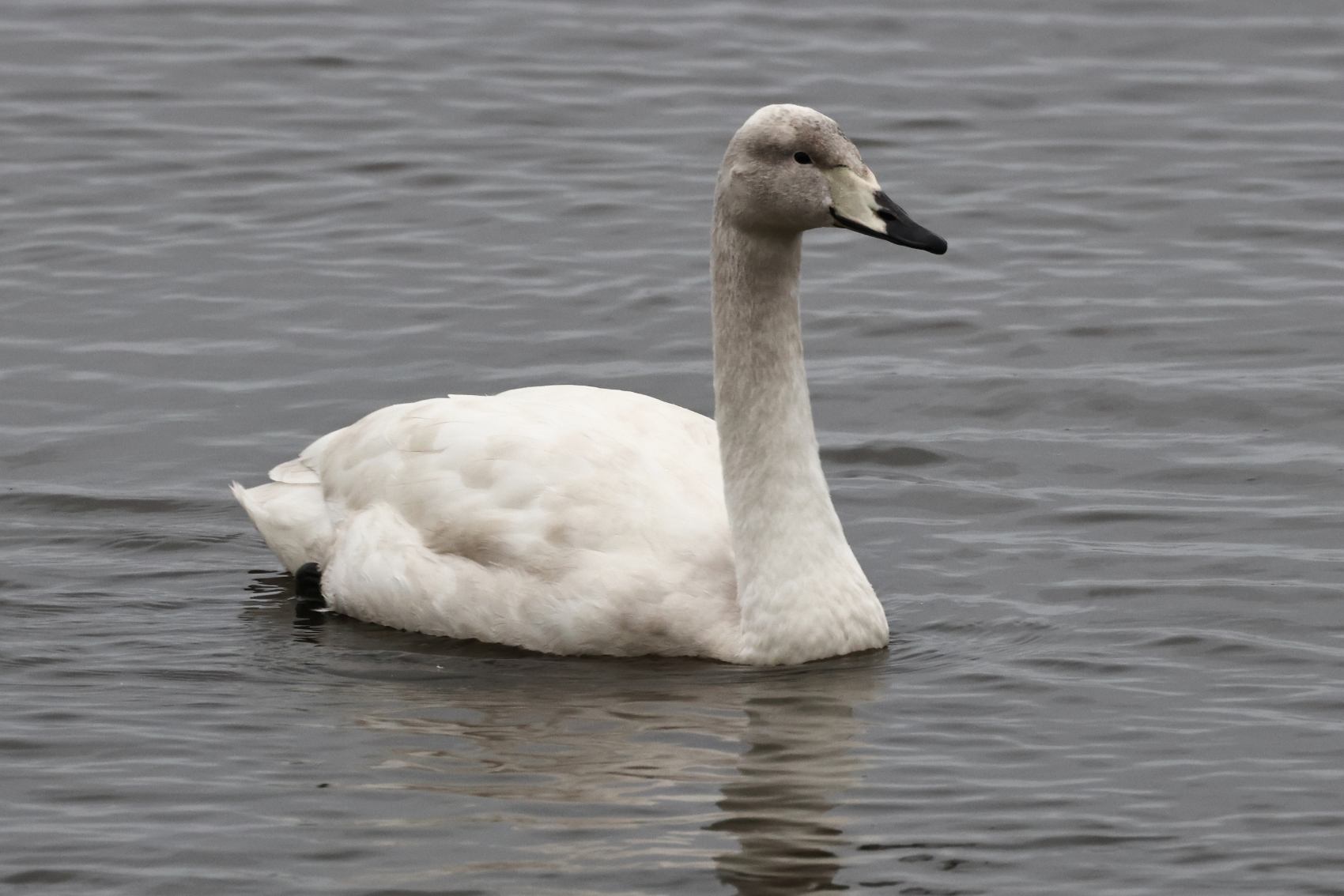 Whooper Swan